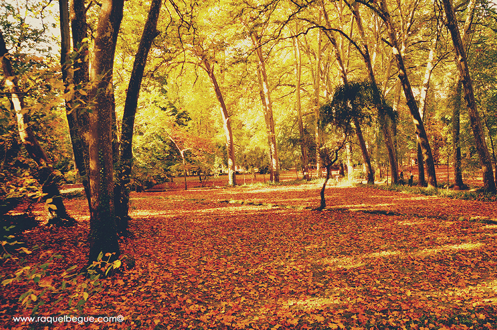 Reflejo naturaleza Reflejo naturaleza