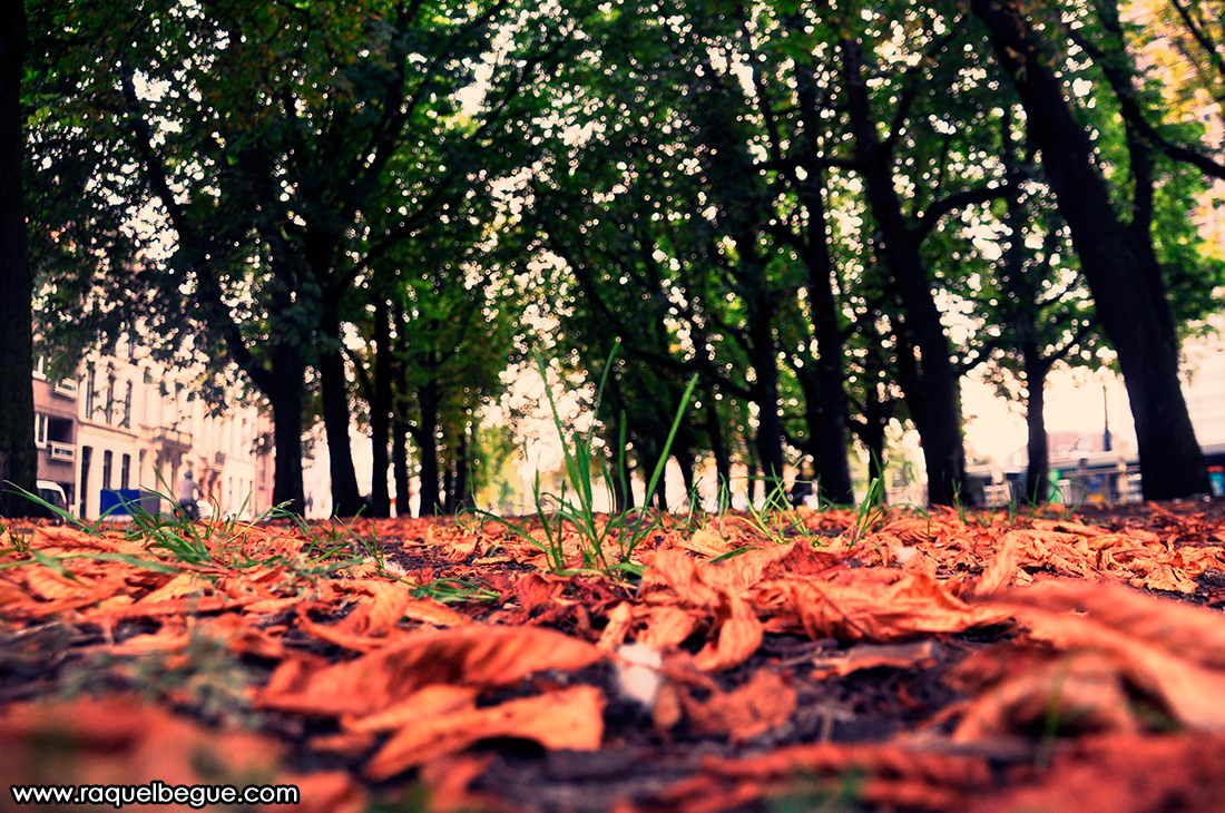 gante-arbol