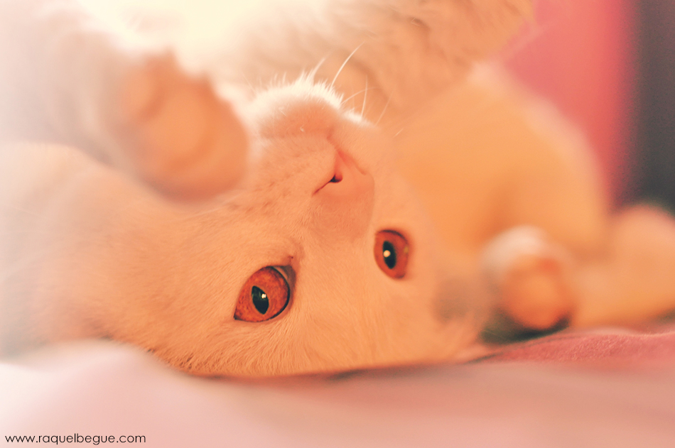 gato-turco