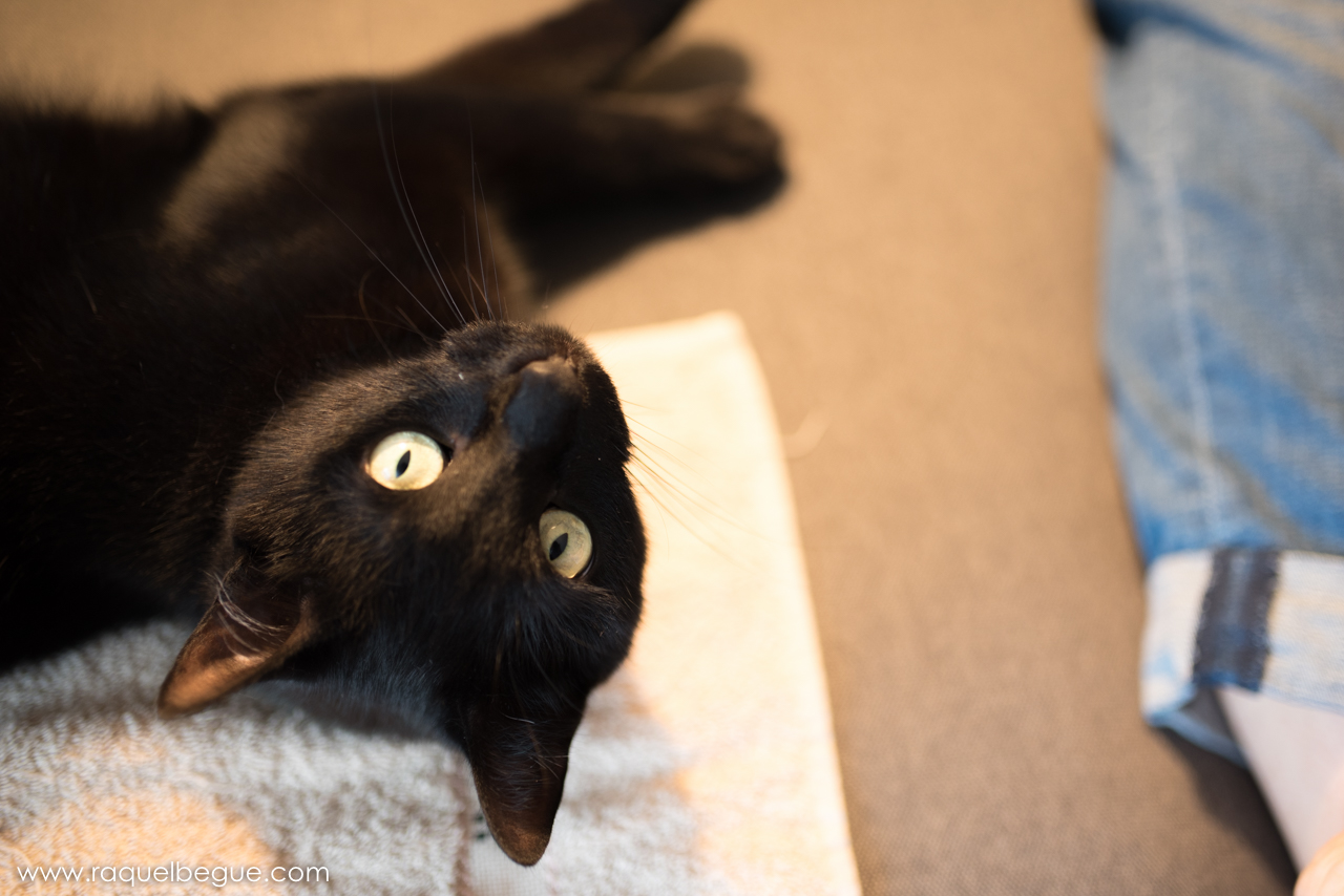sesion-animales-13