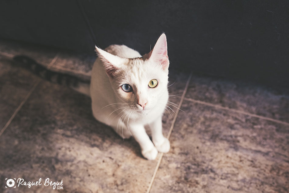 book-gato