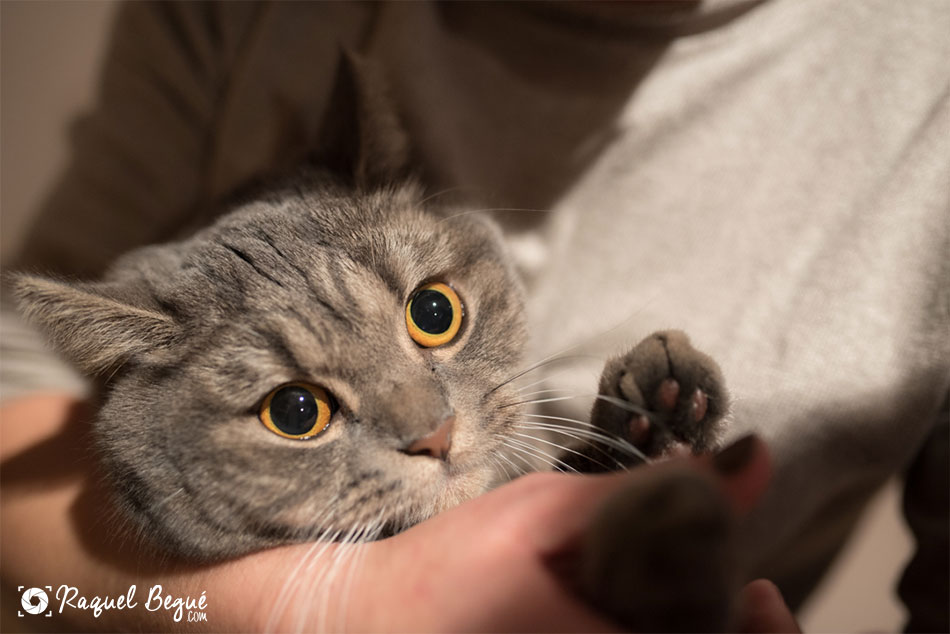 sesion-gatos-bcn