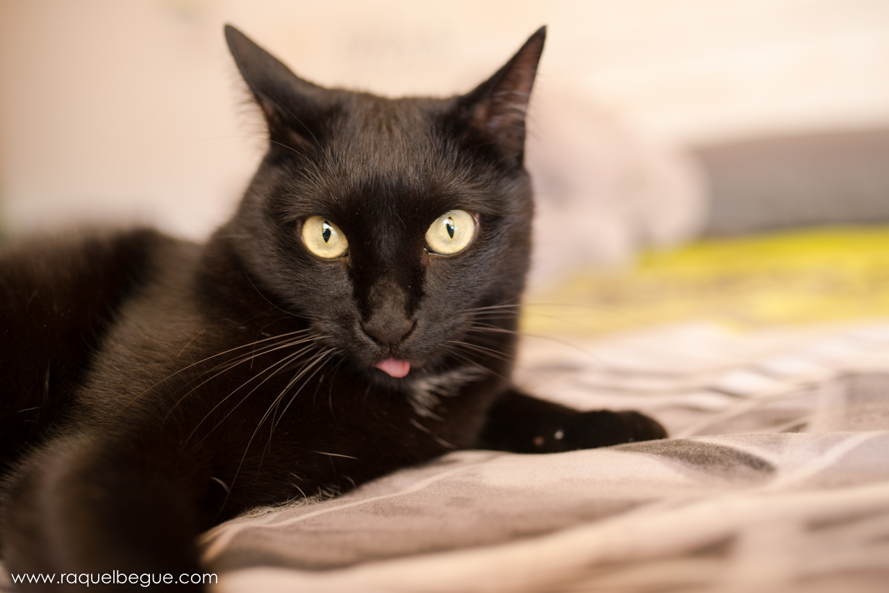 Sesión de fotos gato | Mambo
