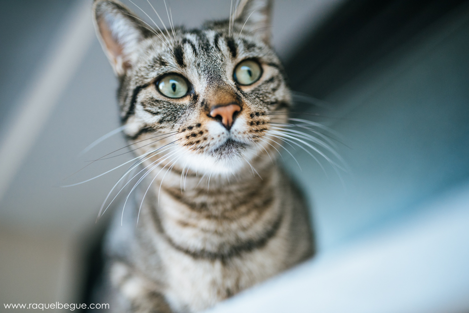 Día internacional del gato