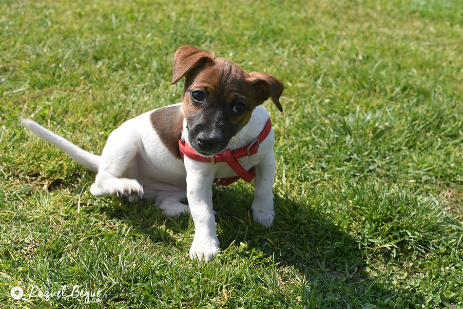 Sesión fotos perro | Leia