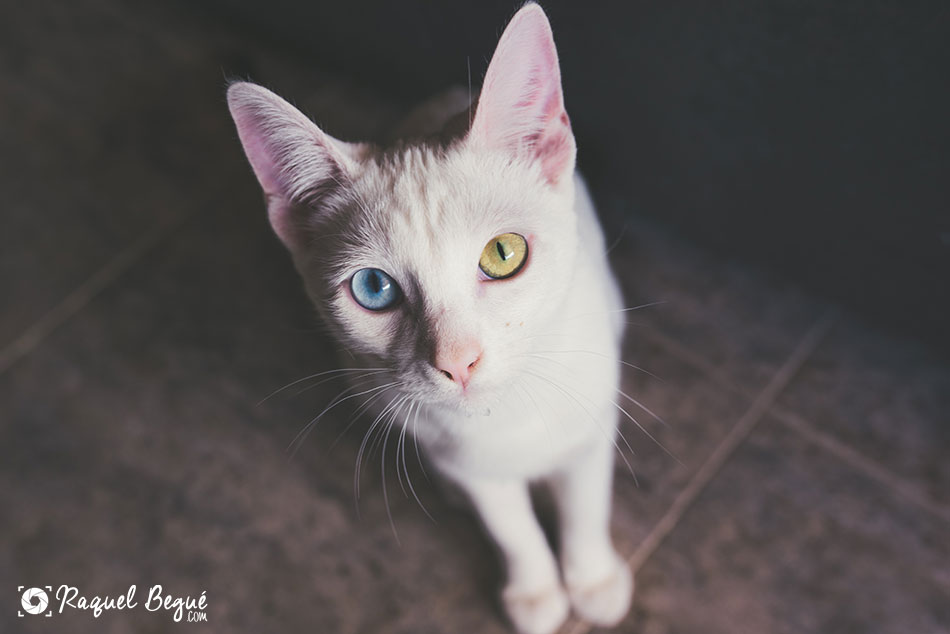 Sesión fotos gato | Arwen
