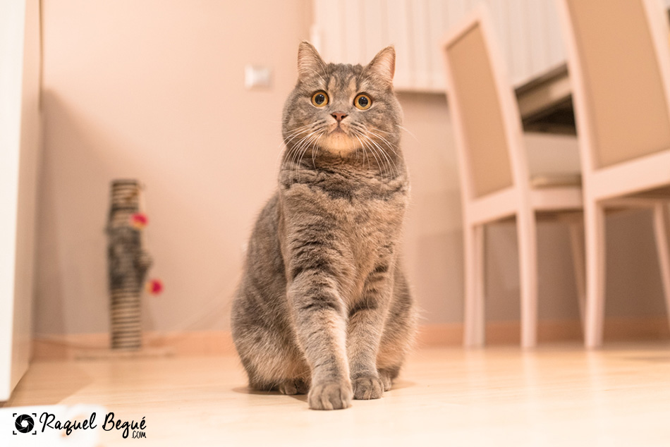 Sesión de fotos gato | Sonic
