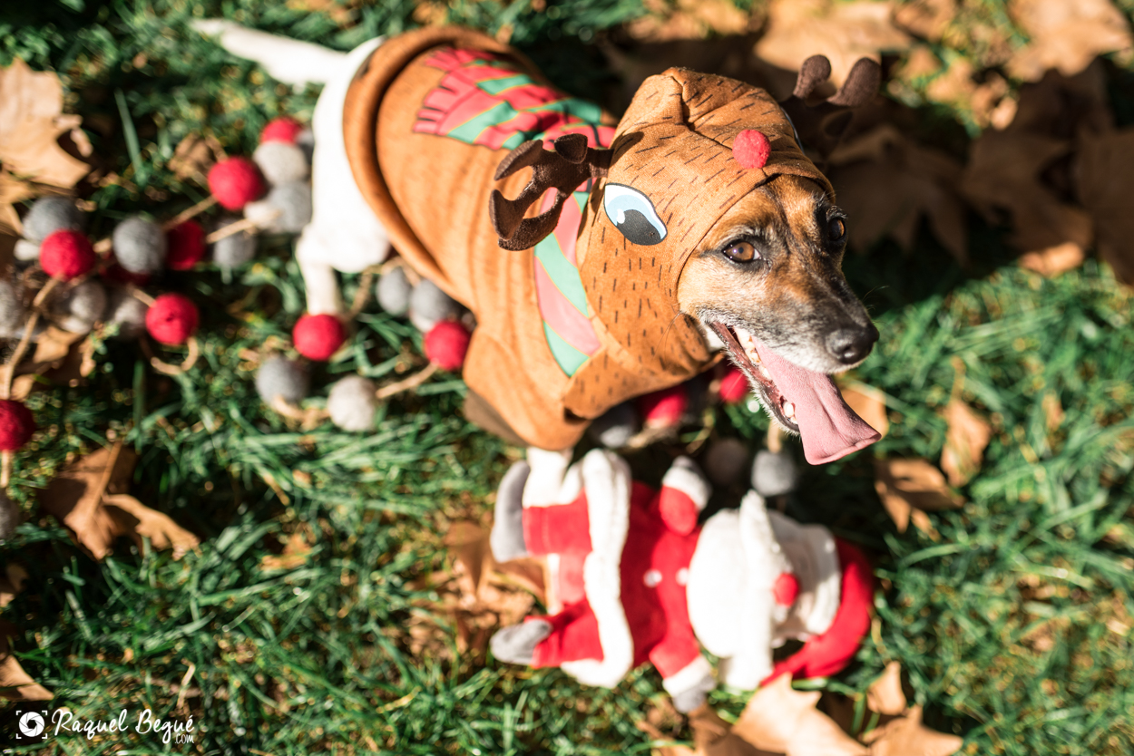 Sesión de navidad perruna