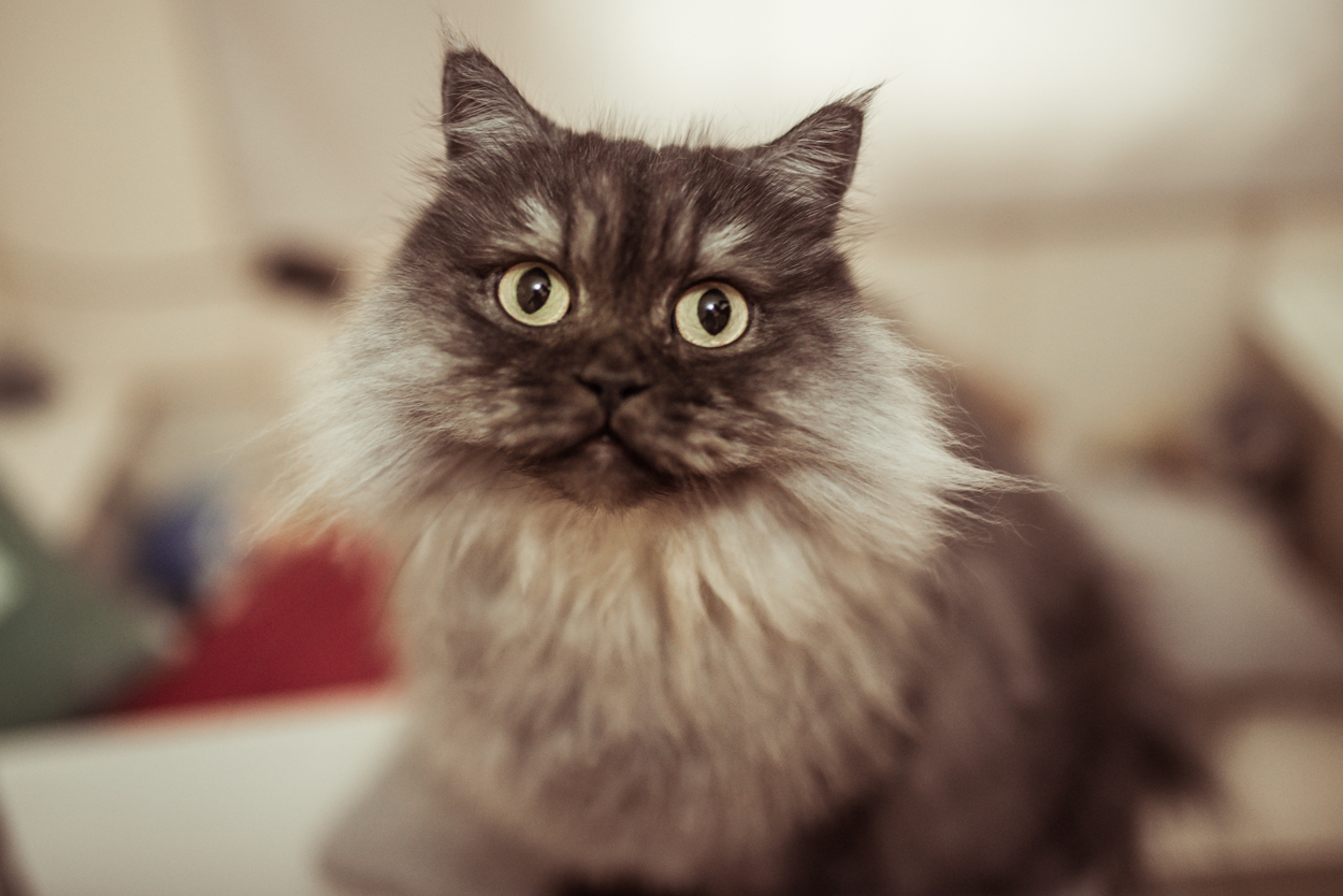 Día internacional del gato